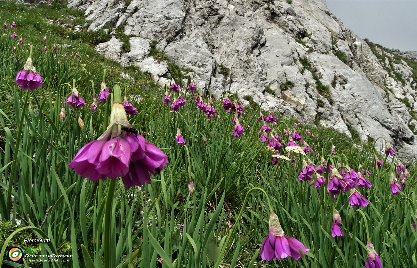 68 Aglio d'Insubria (Allium insubricum).JPG